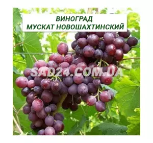 Саджанці винограду Мускат Новошахтинський