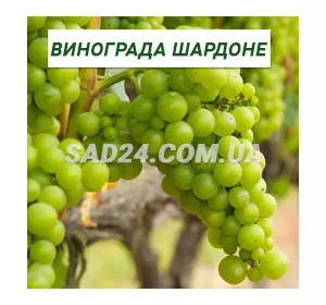 Саджанці винограду Шардоне