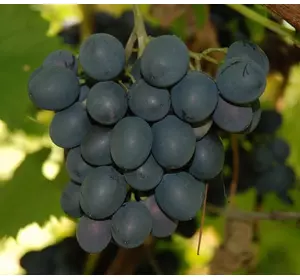 Саджанці винограду Молдова