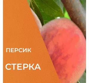 Саджанці персика Стерка