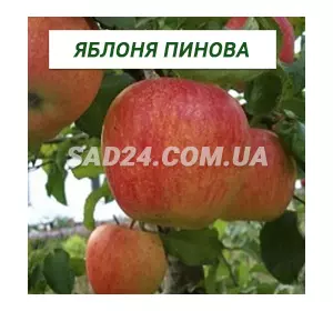 Саджанці яблуні Пінова