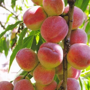 Саджанці колоноподібного персика