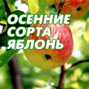 Осінні сорти яблуні