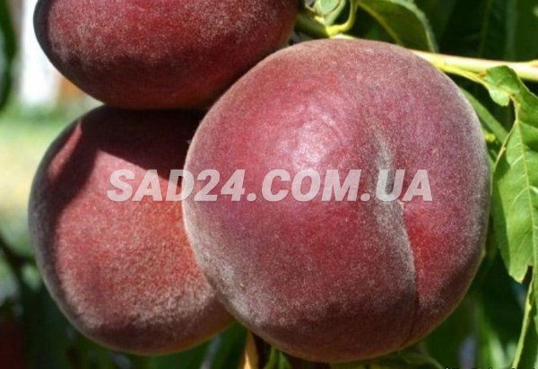 Саженцы персика Роял Ли - купить в Питомнике с доставкой по Украине