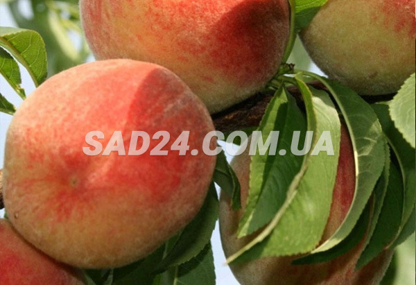 Саженцы персика Т4 - купить в Питомнике с доставкой по Украине